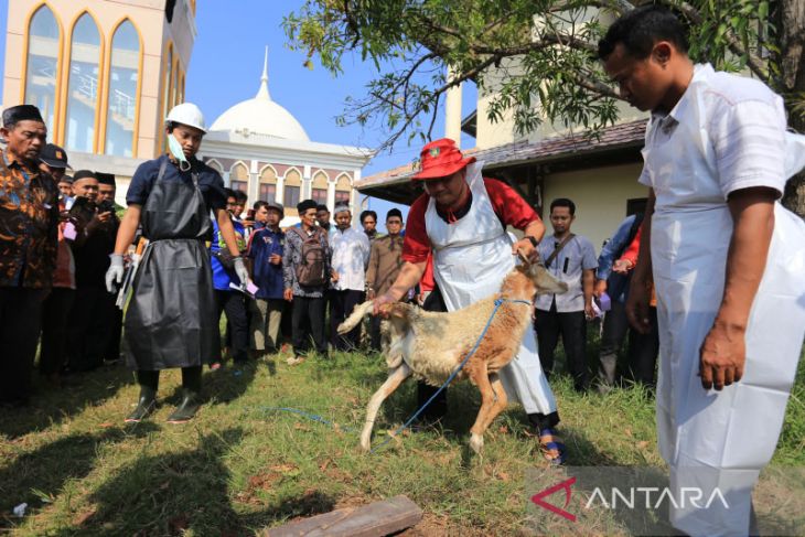 Pelatihan penyembelihan hewan kurban