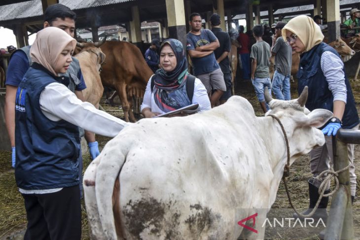 Pemeriksaan hewan kurban di pasar hewan Manonjaya