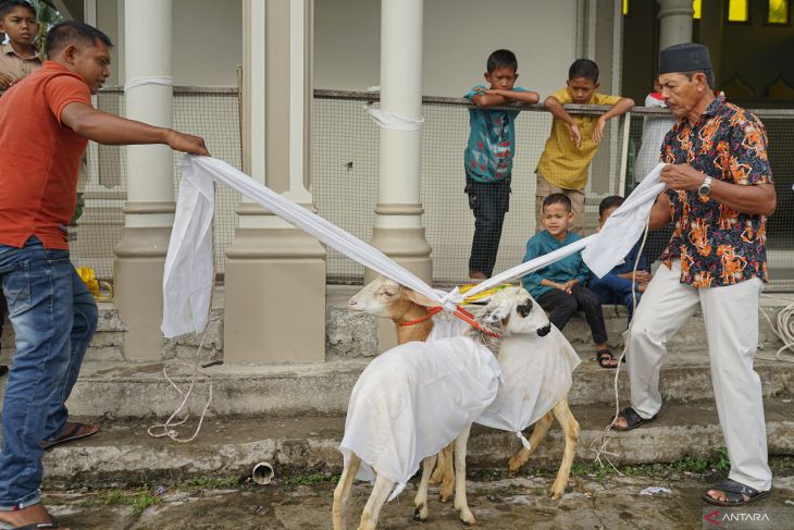 Penyembelihan hewan kurban di Aceh Barat Daya