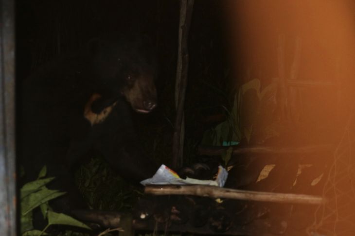 Penampakan Beruang Madu di Tapin Kalimantan Selatan