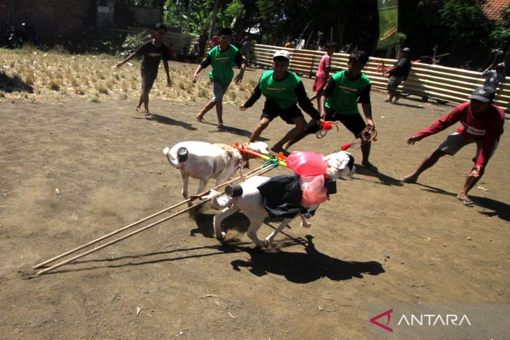 Karapan kambing di Probolinggo