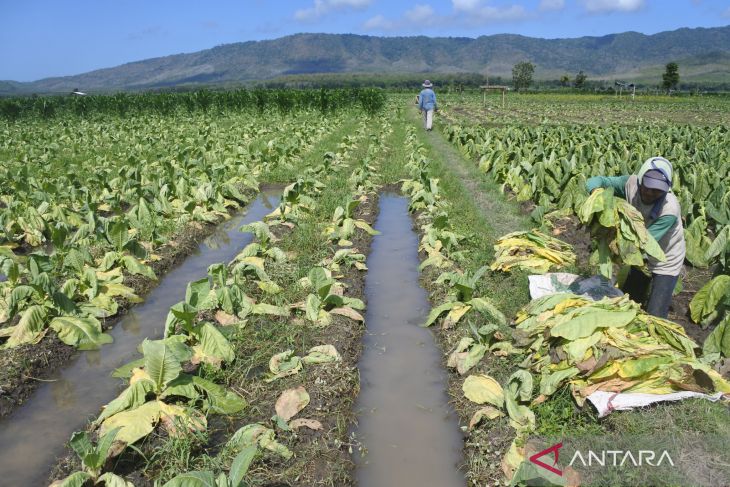 Petani tembakau panen awal