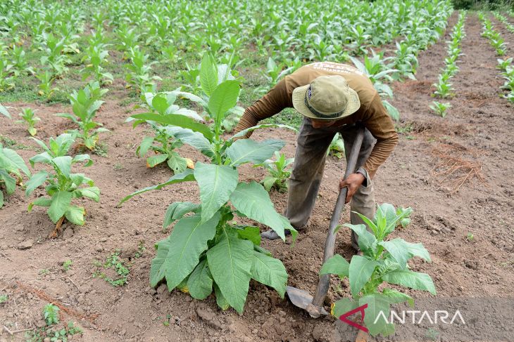 FOTO - Tanaman tembakau terdampak kemarau