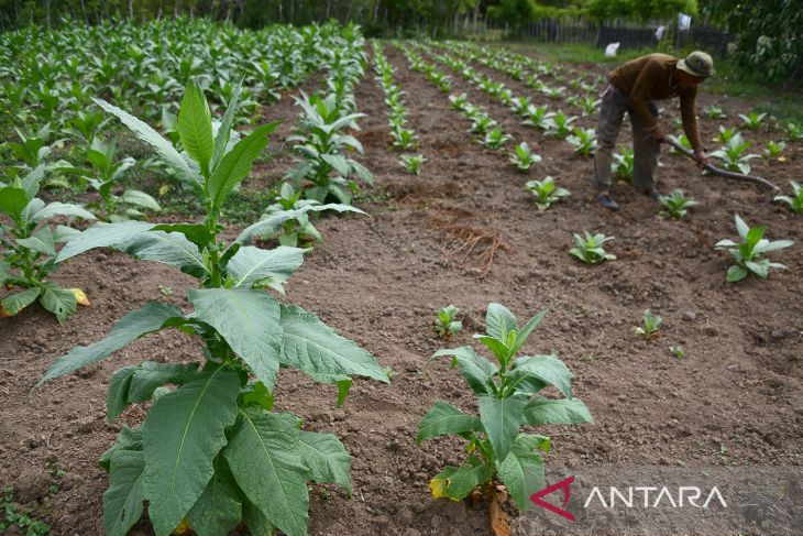 FOTO - Tanaman tembakau terdampak kemarau