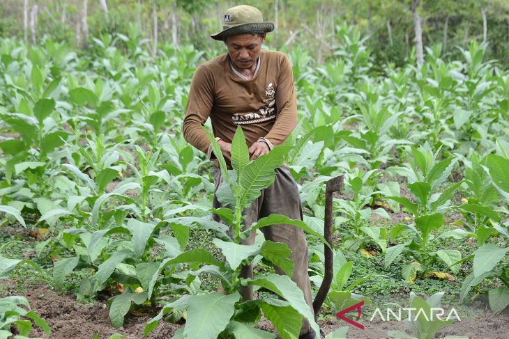 FOTO - Tanaman tembakau terdampak kemarau