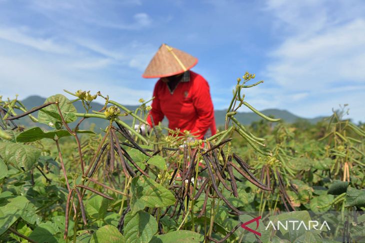 FOTO - Dampak kekeringan di Aceh