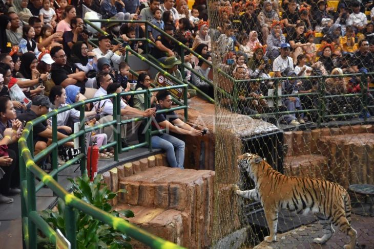 Peringatan Hari Harimau Internasional di TSI Bogor