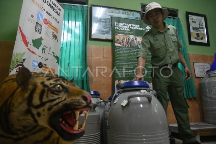 Pusat penangkaran harimau Sumatera di TSI Cisarua