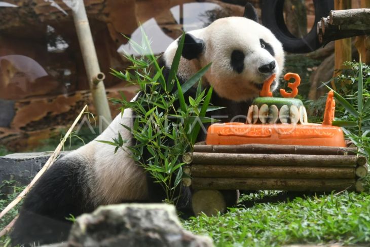 Ulang tahun Giant Panda Cai Tao di TSI Bogor