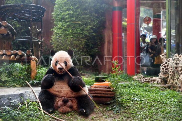 Ulang tahun Giant Panda Cai Tao di TSI Bogor