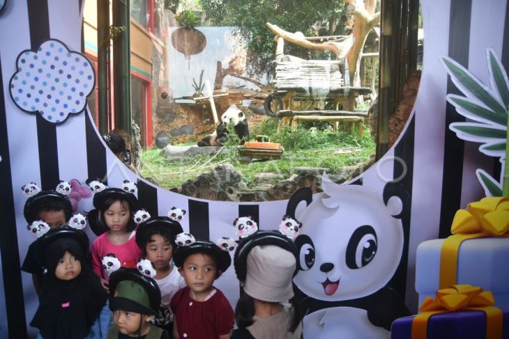 Ulang tahun Giant Panda Cai Tao di TSI Bogor
