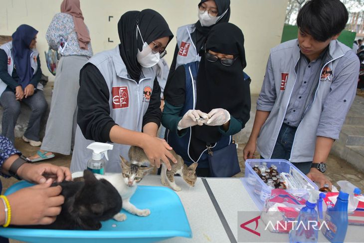 FOTO - Pencegahan rabies pada hari kucing international