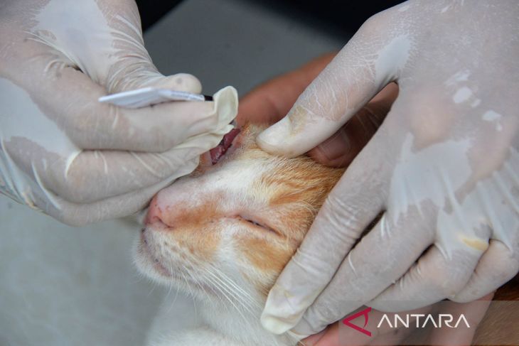 FOTO - Pencegahan rabies pada hari kucing international