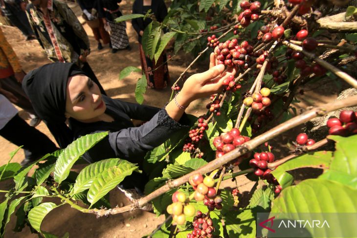 Festival kopi banyuwangi