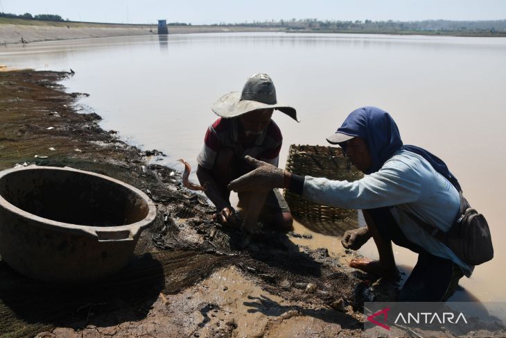 Panen ikan waduk di Madiun