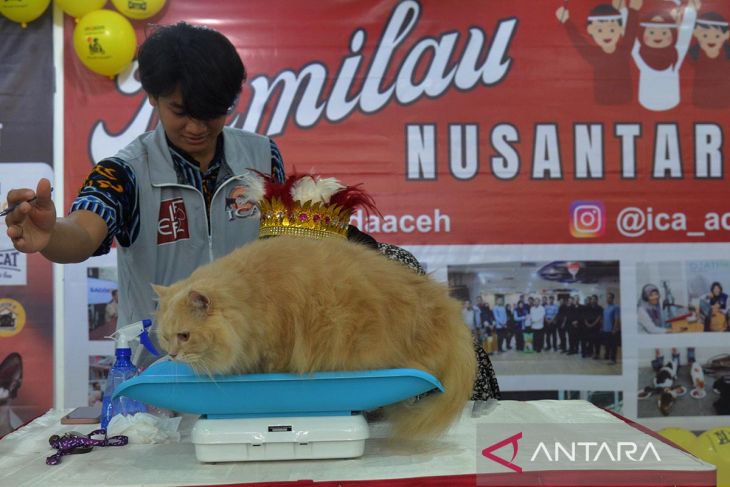 FOTO - Kontes kucing kemilau HUT RI