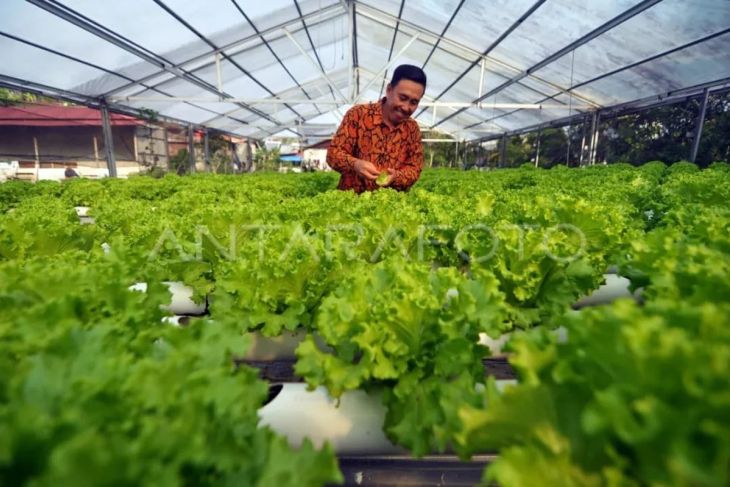 Petani sayuran hidroponik Kota Bengkulu