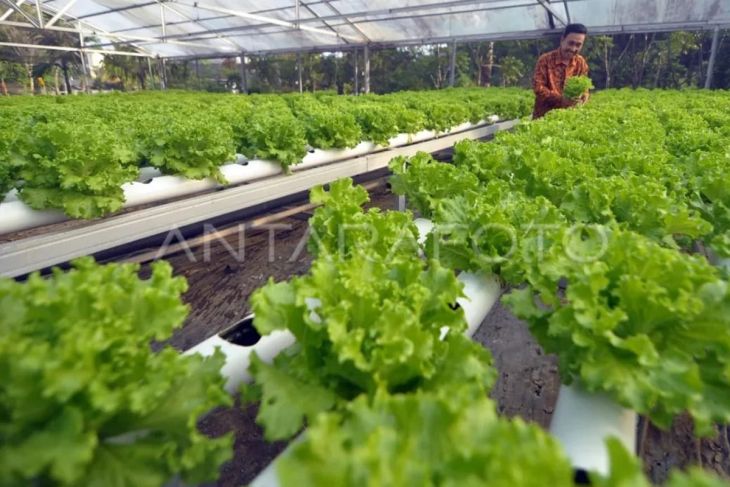 Petani sayuran hidroponik Kota Bengkulu
