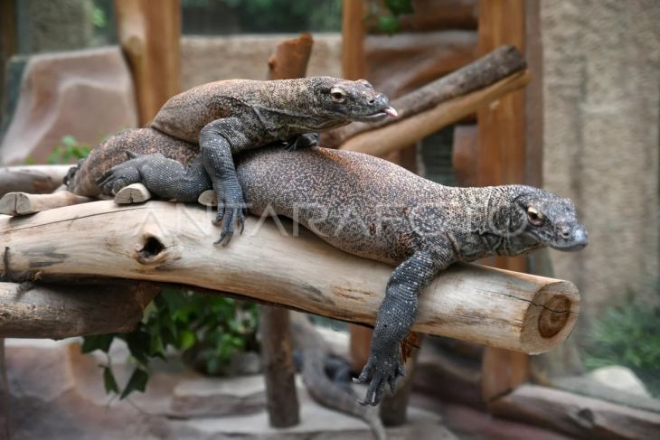 Pemberangkatan komodo ke habitat aslinya