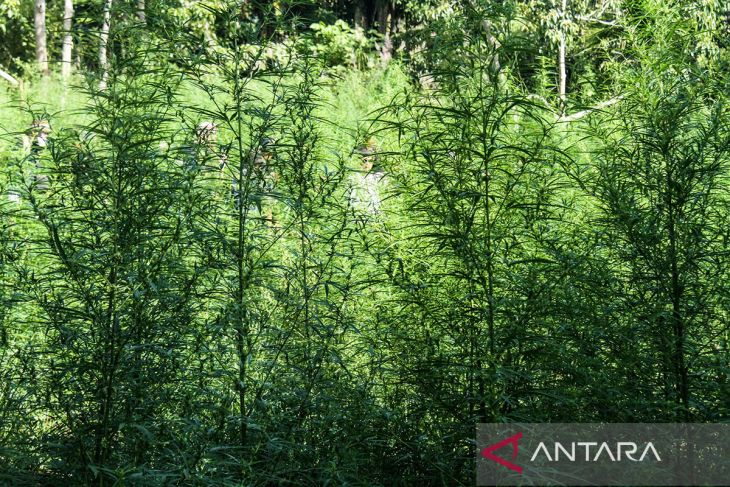 FOTO - Operasi ladang ganja BNN-RI dalam rangka HUT ke-78 RI