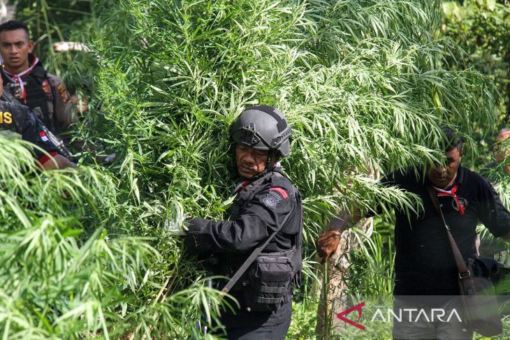 FOTO - Operasi ladang ganja BNN-RI dalam rangka HUT ke-78 RI