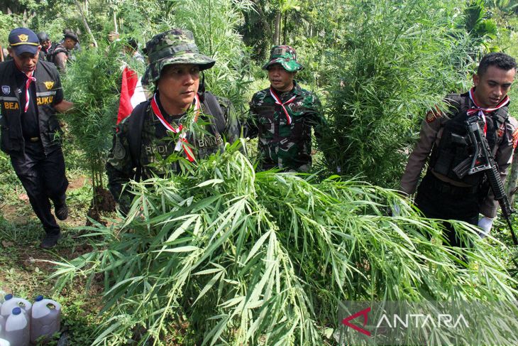 FOTO - Operasi ladang ganja BNN-RI dalam rangka HUT ke-78 RI