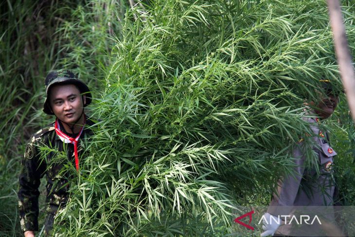 FOTO - Operasi ladang ganja BNN-RI dalam rangka HUT ke-78 RI