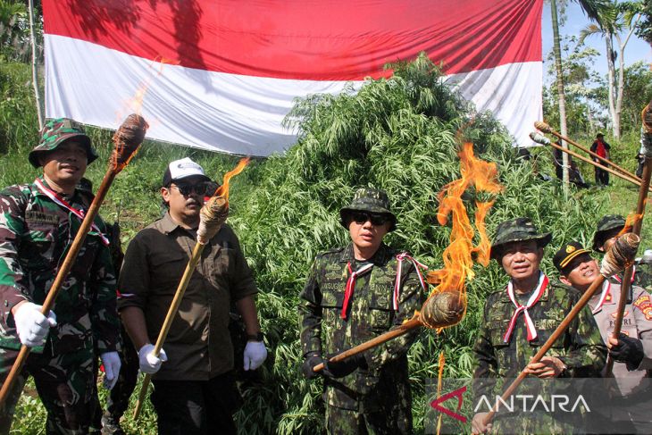 FOTO - Operasi ladang ganja BNN-RI dalam rangka HUT ke-78 RI