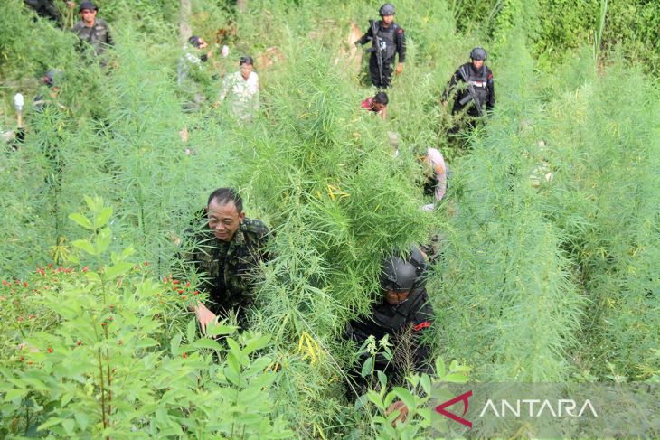 FOTO - Operasi lanjutan pemusnahan ladang ganja di Aceh