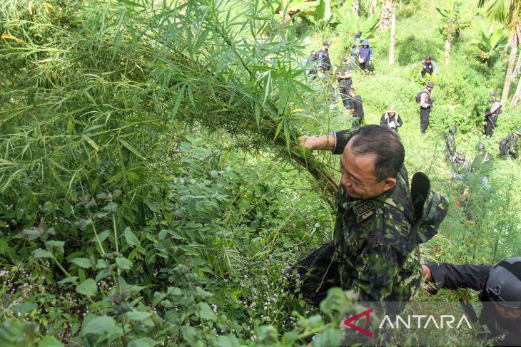 FOTO - Operasi lanjutan pemusnahan ladang ganja di Aceh