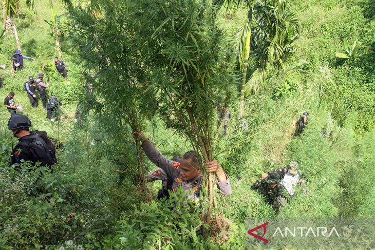 FOTO - Operasi lanjutan pemusnahan ladang ganja di Aceh