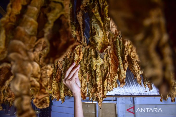 FOTO - Kopi dan Tembakau Gayo