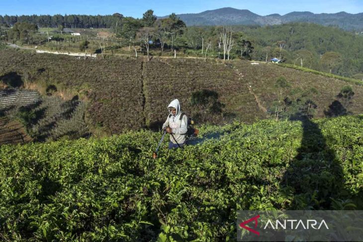 Program peremajaan kebun teh