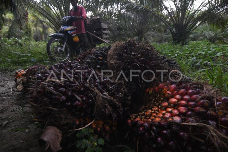 Memanen buah sawit