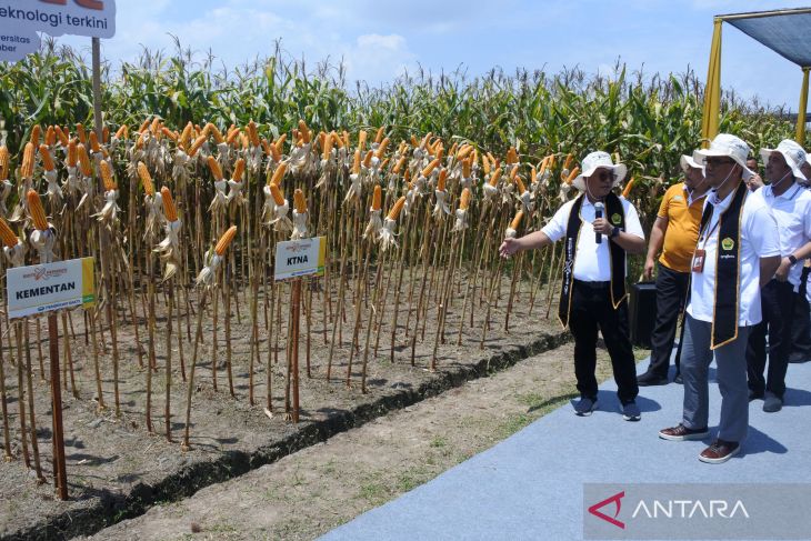 Panen Jagung Bioteknologi