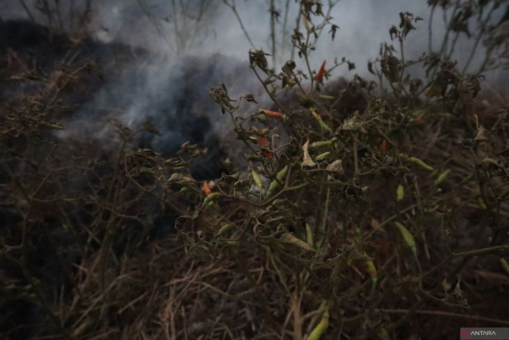 Cabai Rawit Hiyung Terbakar