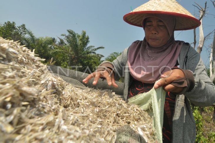 Produksi ikan teri di Bengkulu menurun