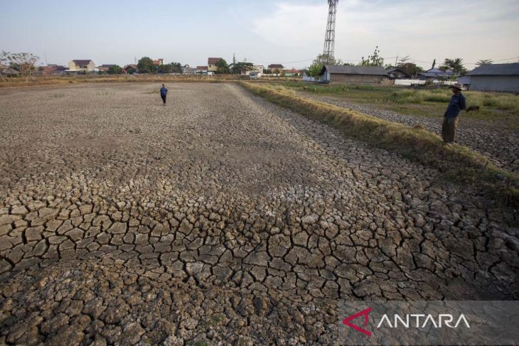 Lahan tambak mengering di Indramayu