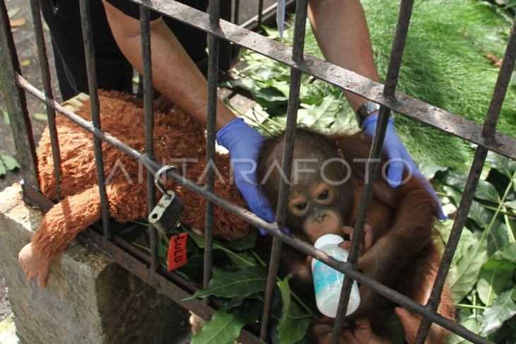 Bayi orangutan hasil tangkap penyelundupan