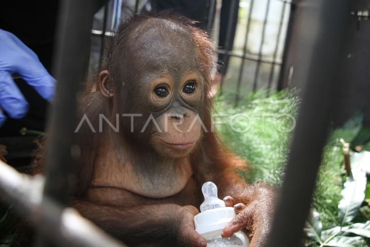 Bayi orangutan hasil tangkap penyelundupan