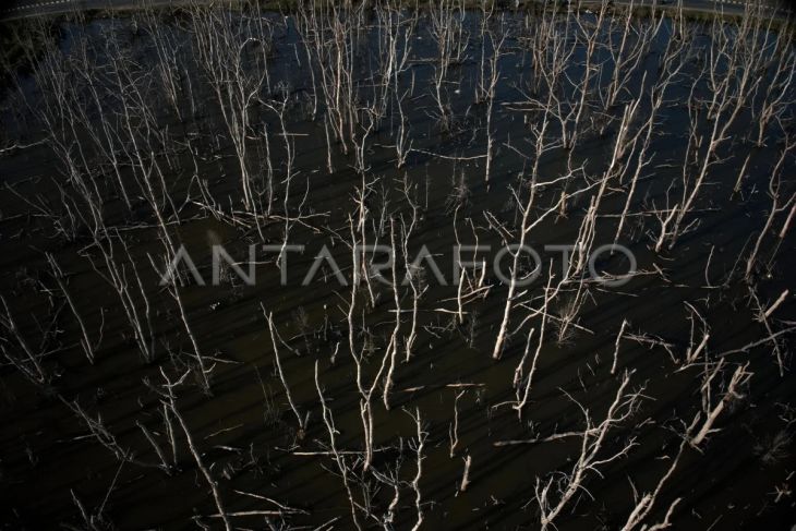 Pohon mangrove mati