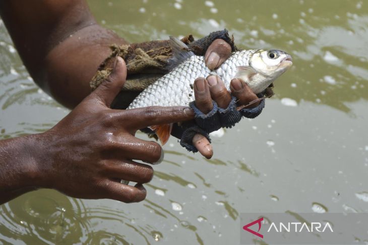 Menangkap ikan dengan tangan di Sungai Citanduy