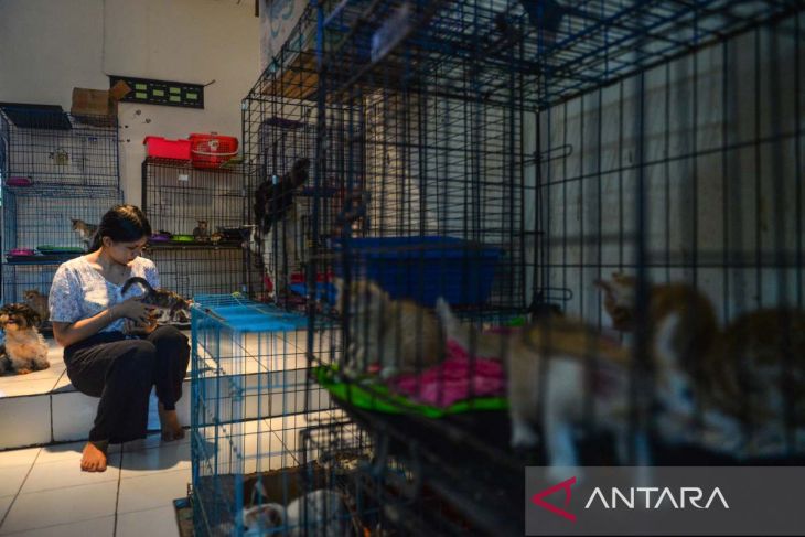 Rumah singgah kucing di Bandung