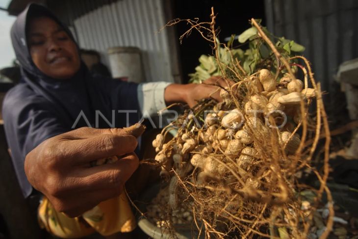Penurunan produksi kacang tanah di Bengkulu