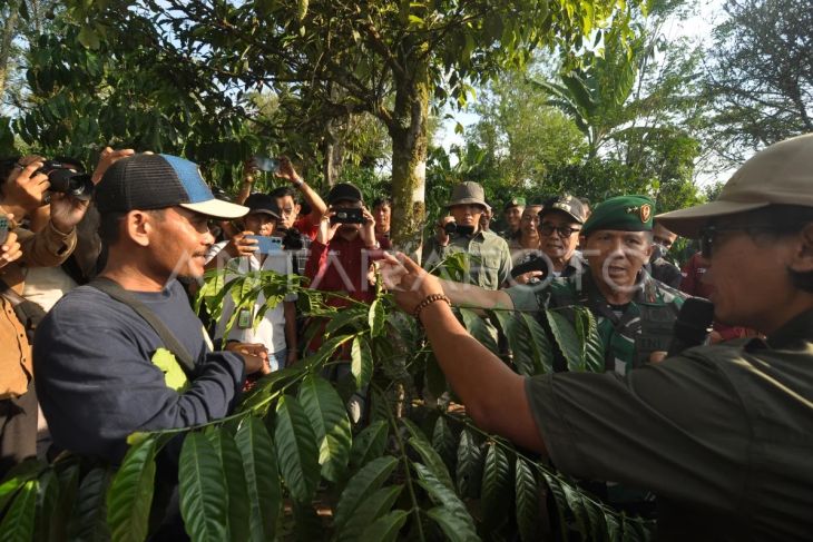 Kebun percontohan kopi robusta di Bengkulu