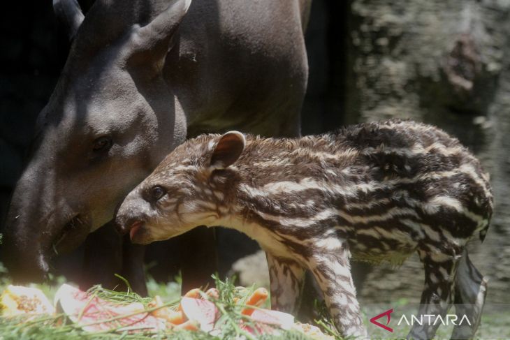 Bayi tapir di Batu 