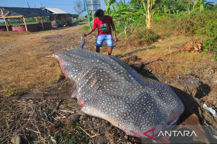 Ikan hiu tutul terjaring nelayandi Jepara