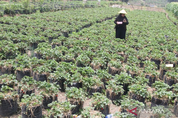 Wisata kebun stroberi milik Bumdes di Batu