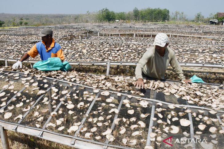 Panen porang di Madiun