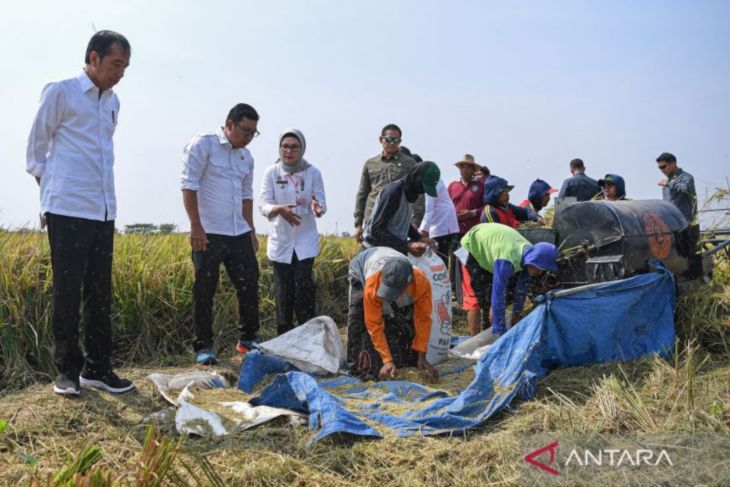 Presiden Joko Widodo tinjau panen padi di Indramayu